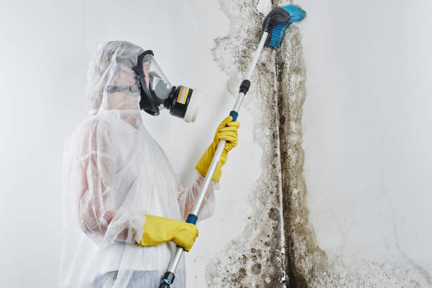 Best Water Damage & Mold Remediation  in St Francis, KS